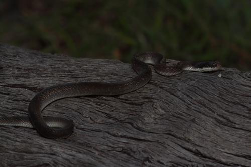 Red-lipped Snake