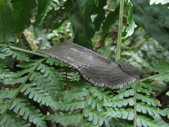 Urocyclidae