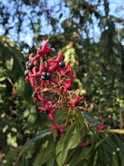 Clerodendrum indicum, photograph (c) Scott Allen Davis, some rights reserved (CC BY)