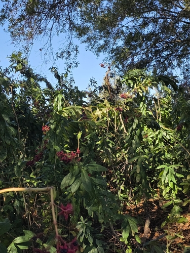 Clerodendrum indicum, photograph 5