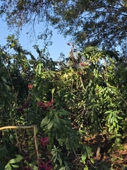 Clerodendrum indicum, photograph (c) Scott Allen Davis, some rights reserved (CC BY)