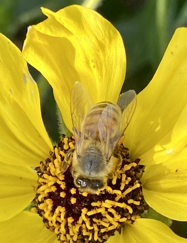 iNaturalist observation photo of Western Honey Bee