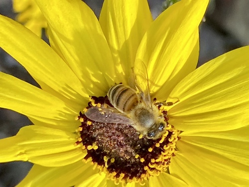 iNaturalist observation photo of Western Honey Bee