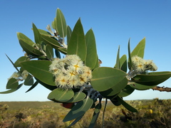Eucalyptus pleurocarpa