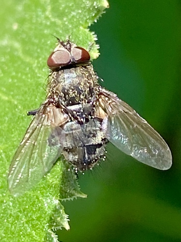 iNaturalist observation photo of Cluster Flies
