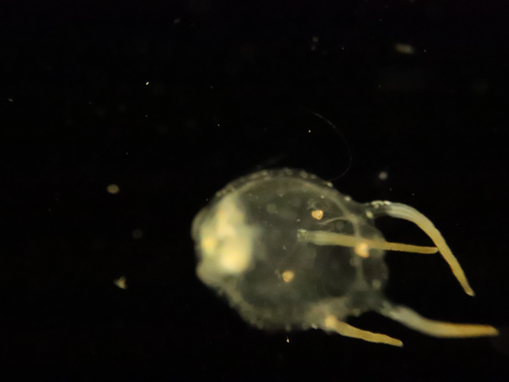 Copula sivickisi (Stiasny, 1926)