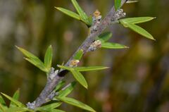 Grevillea tripartita