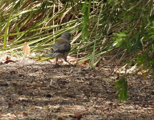 Grey Shrikethrush (Colluricincla harmonica), photo 10
