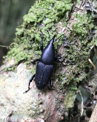 Cactophagus crenatus