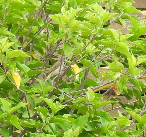 Brown Honeyeater (Lichmera indistincta), photo 5