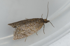Clepsis senecionana