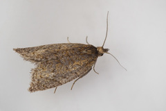 Clepsis senecionana