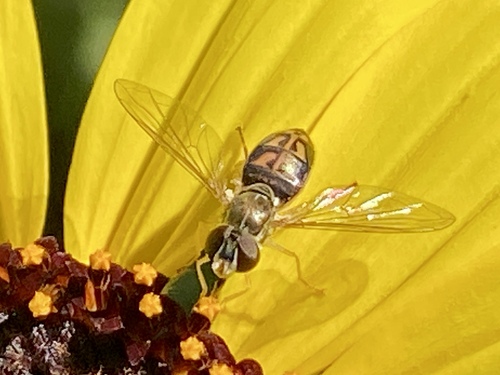 iNaturalist observation photo of Margined Calligrapher