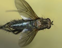 Ostenia robusta