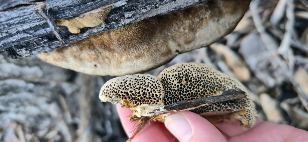 Coriolopsis trogii · January 2026 · photo: © leannestacy (iNaturalist, cc0)