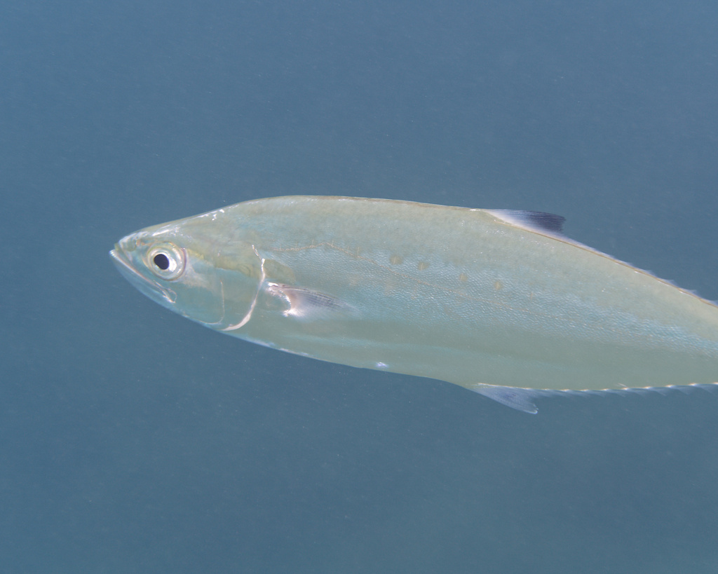 Dubbelvlek-koningsvis (Scomberoides lysan) — Carangidae