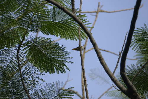 Pericrocotus cinnamomeus
