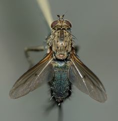 Ostenia robusta