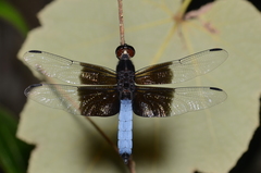 Thermorthemis madagascariensis