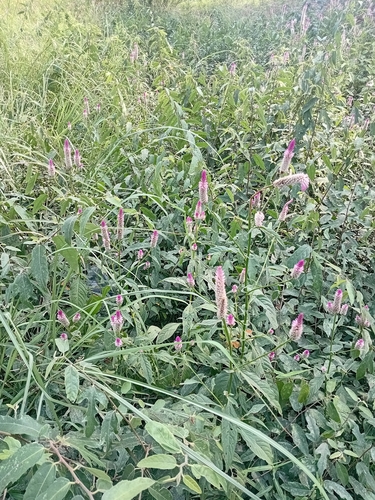 Quail Grass