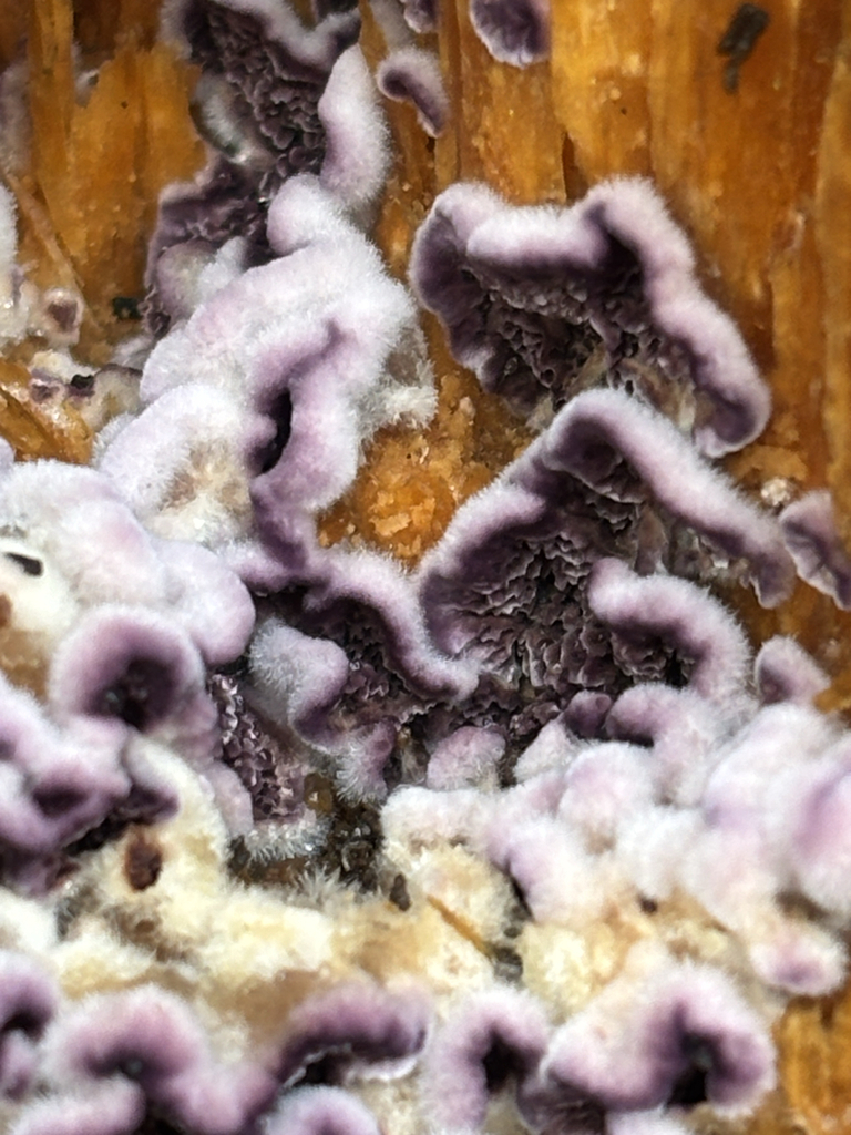 Chondrostereum purpureum · January 2026 · photo: © chline (iNaturalist, cc-by)