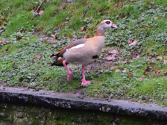 Alopochen aegyptiaca