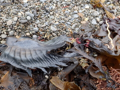 Callorhinchus milii