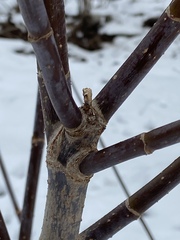 Acer negundo violaceum