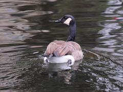 Branta canadensis