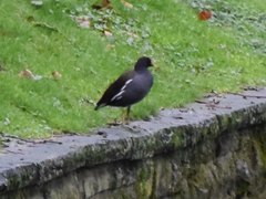 Gallinula chloropus