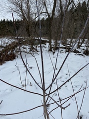 Acer negundo violaceum