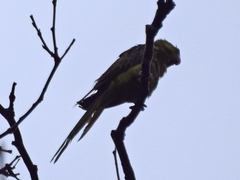 Psittacula krameri