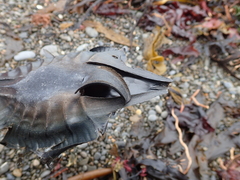 Callorhinchus milii