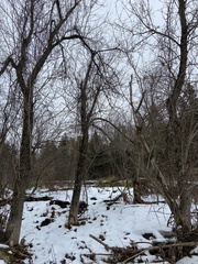 Acer negundo violaceum