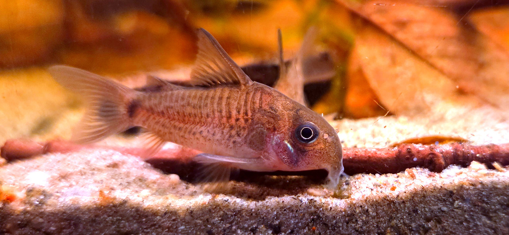 Dotfin cory (Corydoras osteocarus) — Callichthyidae