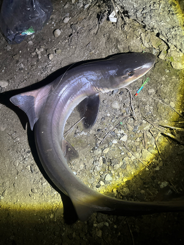 Gray smooth hound (Mustelus californicus) — Triakidae