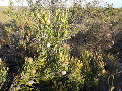 Isopogon
