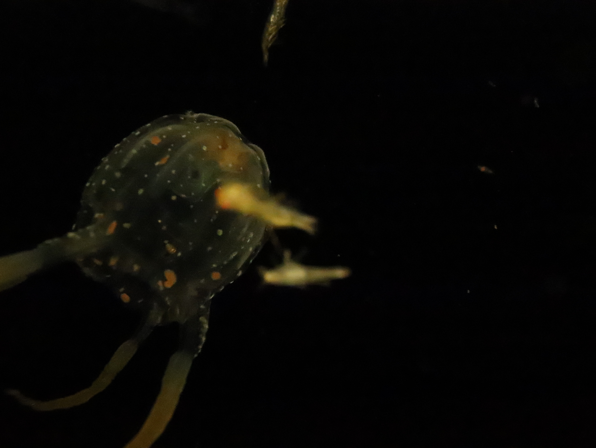 Copula sivickisi (Stiasny, 1926)