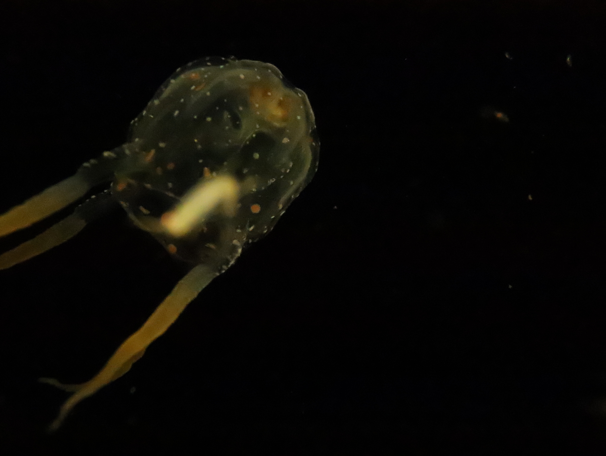 Copula sivickisi (Stiasny, 1926)