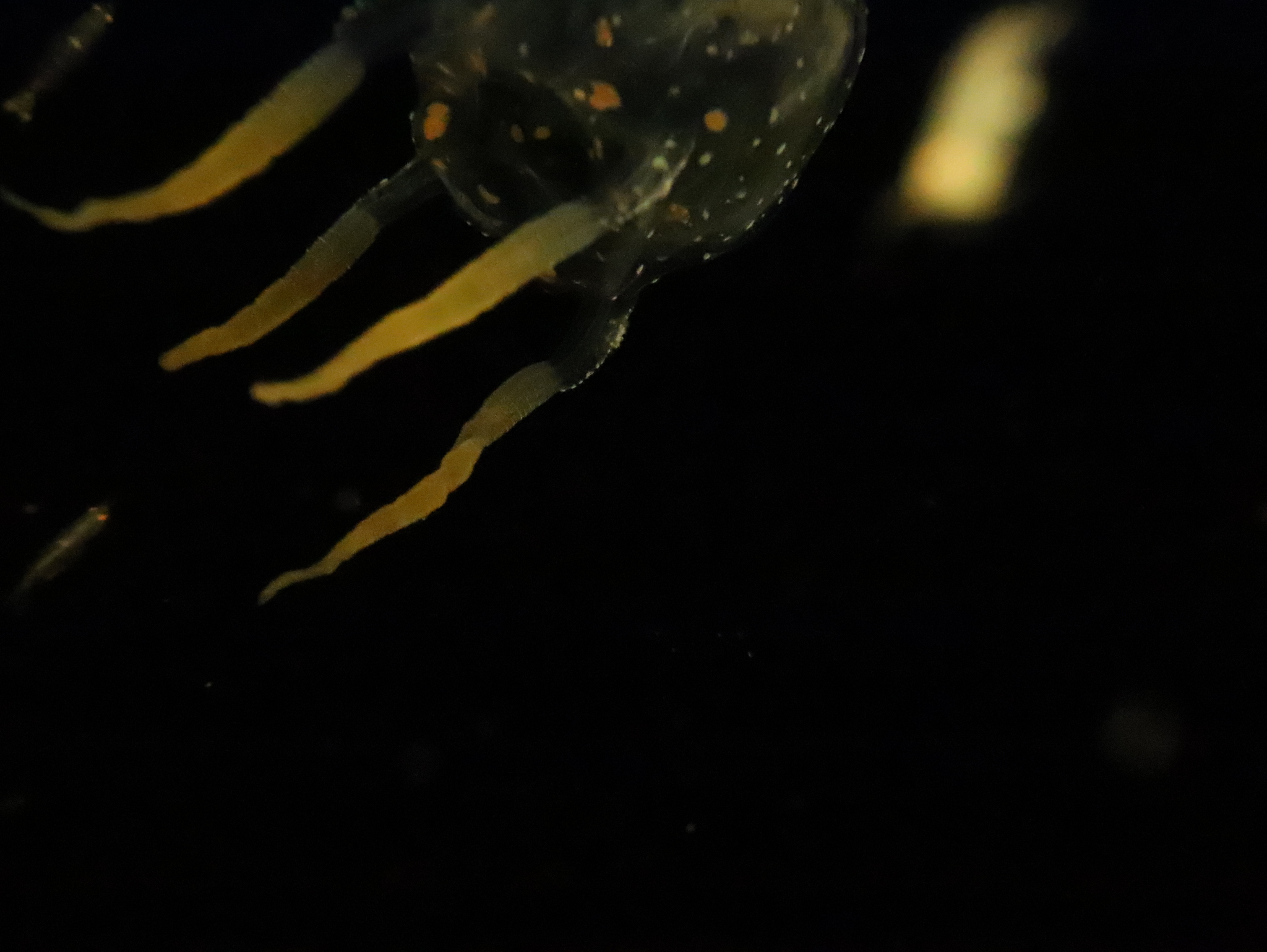 Copula sivickisi (Stiasny, 1926)