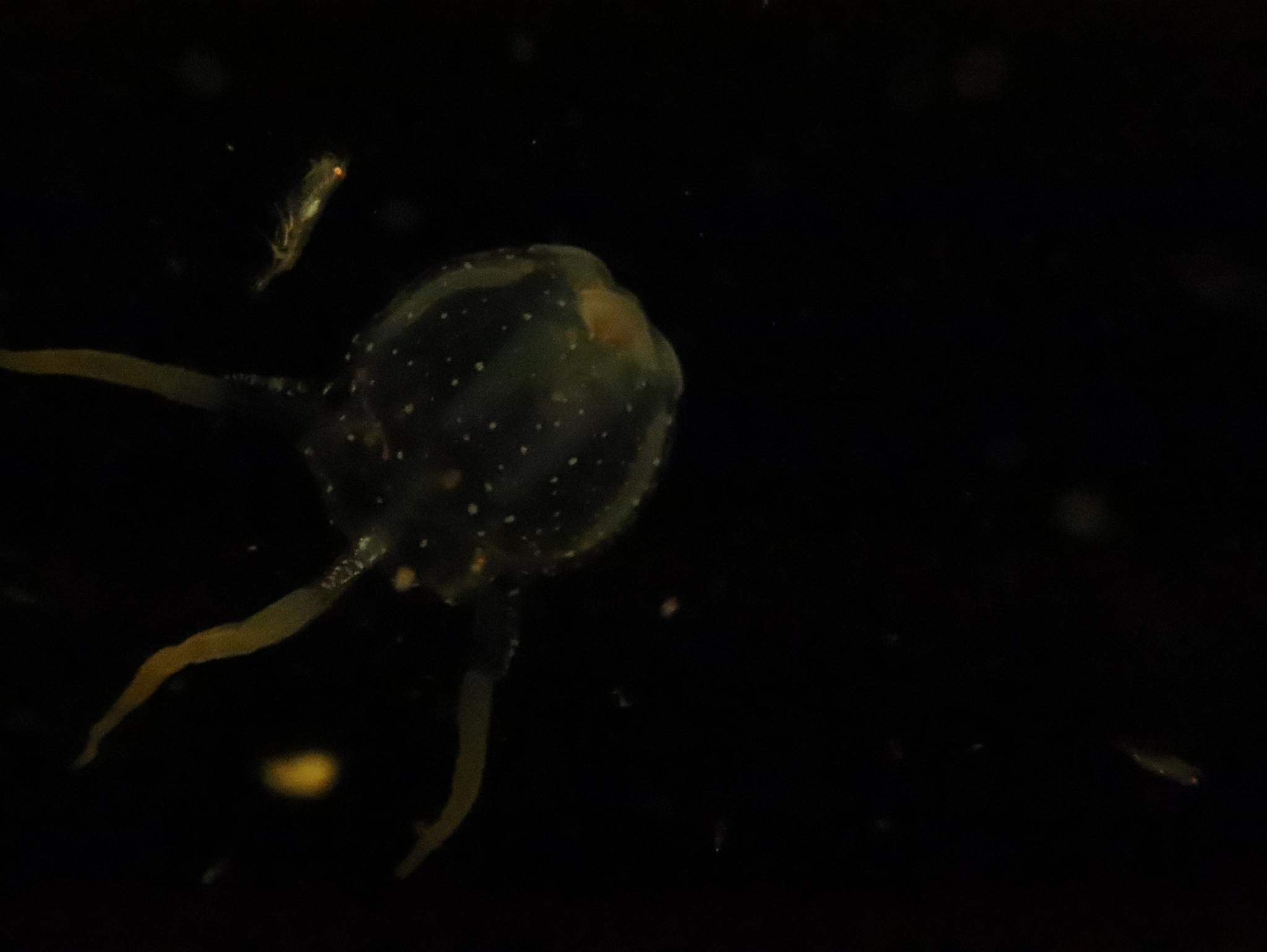 Copula sivickisi (Stiasny, 1926)