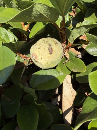 Ficus pumila observed 2026-01-16