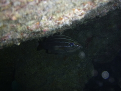 Parapristipoma octolineatum