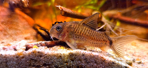 Corydoras osteocarus photo