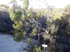 Isopogon