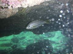 Parapristipoma octolineatum