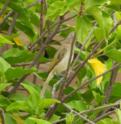 Brown Honeyeater (Lichmera indistincta), photo 6