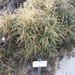 Banksia plumosa - Photo (c) Leon Perrie, μερικά δικαιώματα διατηρούνται (CC BY-NC), uploaded by Leon Perrie