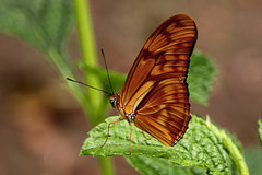 Mariposa flama