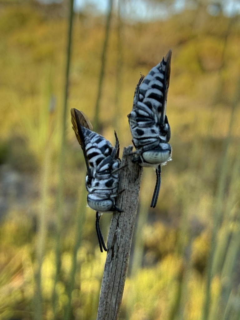 Coelioxys froggatti